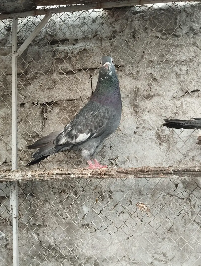pigeons for sale — photo 5