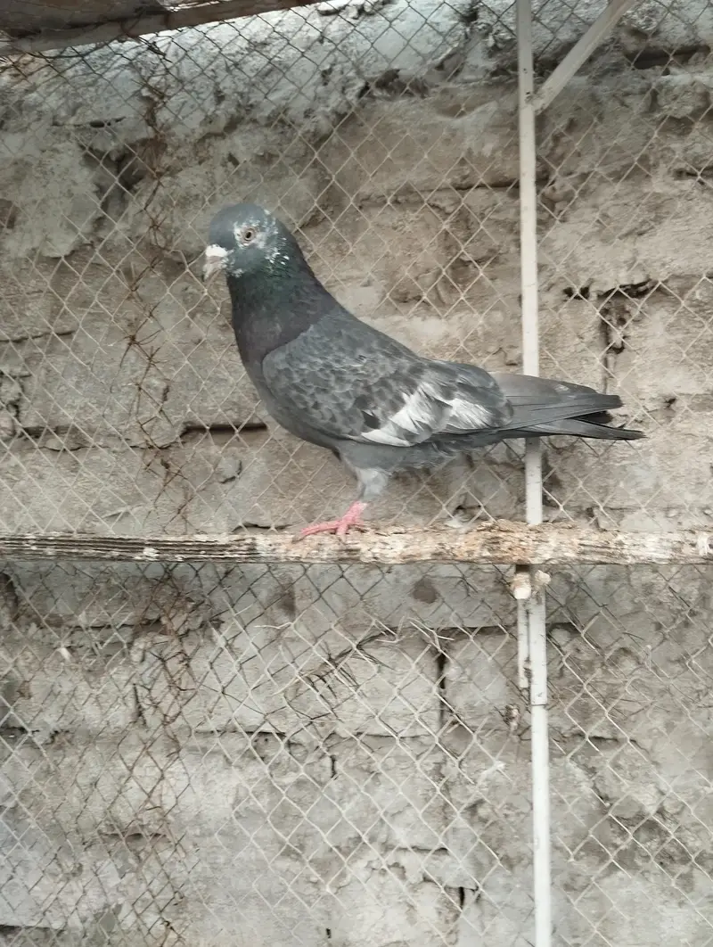 pigeons for sale — photo 6