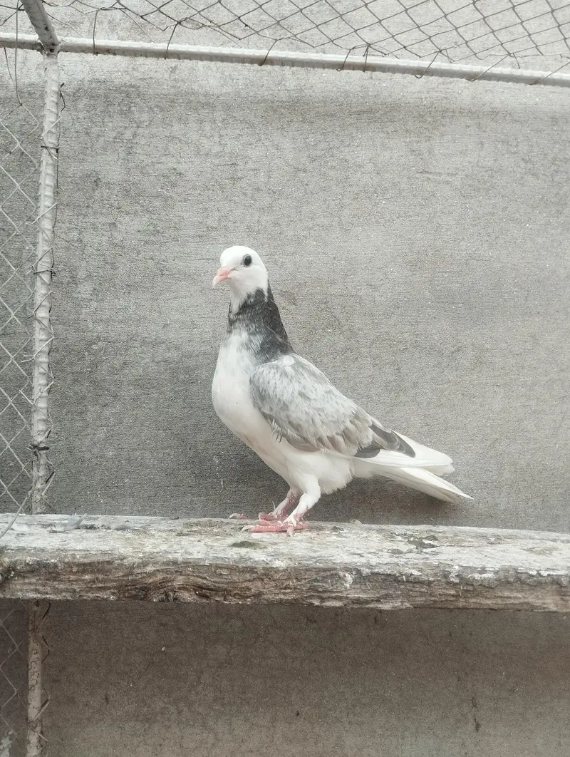 pigeons for sale — photo 7