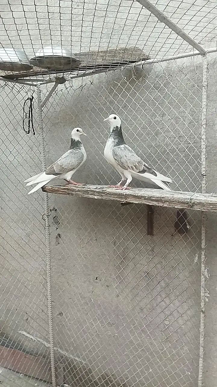 pigeons for sale — photo 8