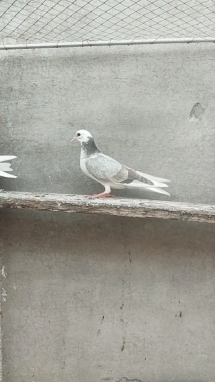 pigeons for sale — photo 9
