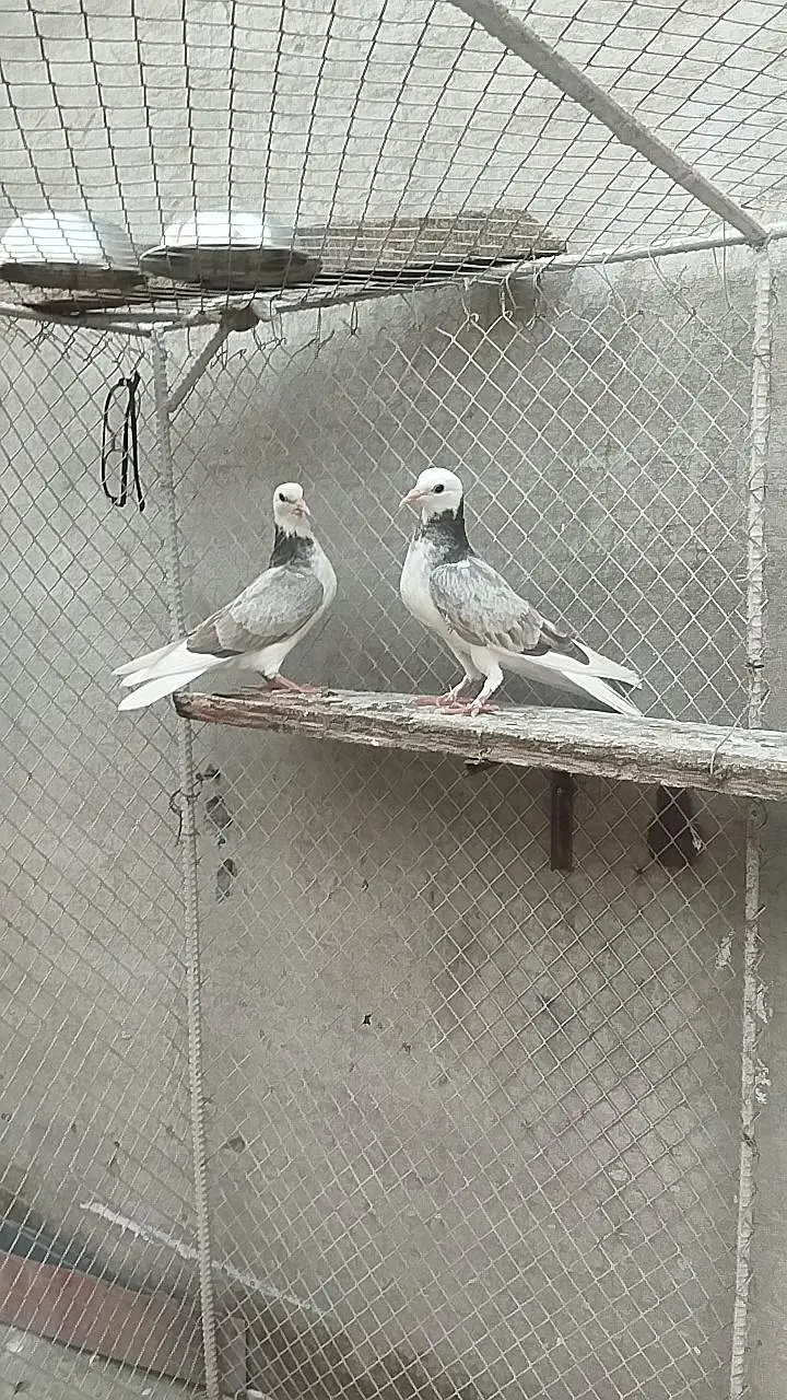 pigeons for sale — photo 10