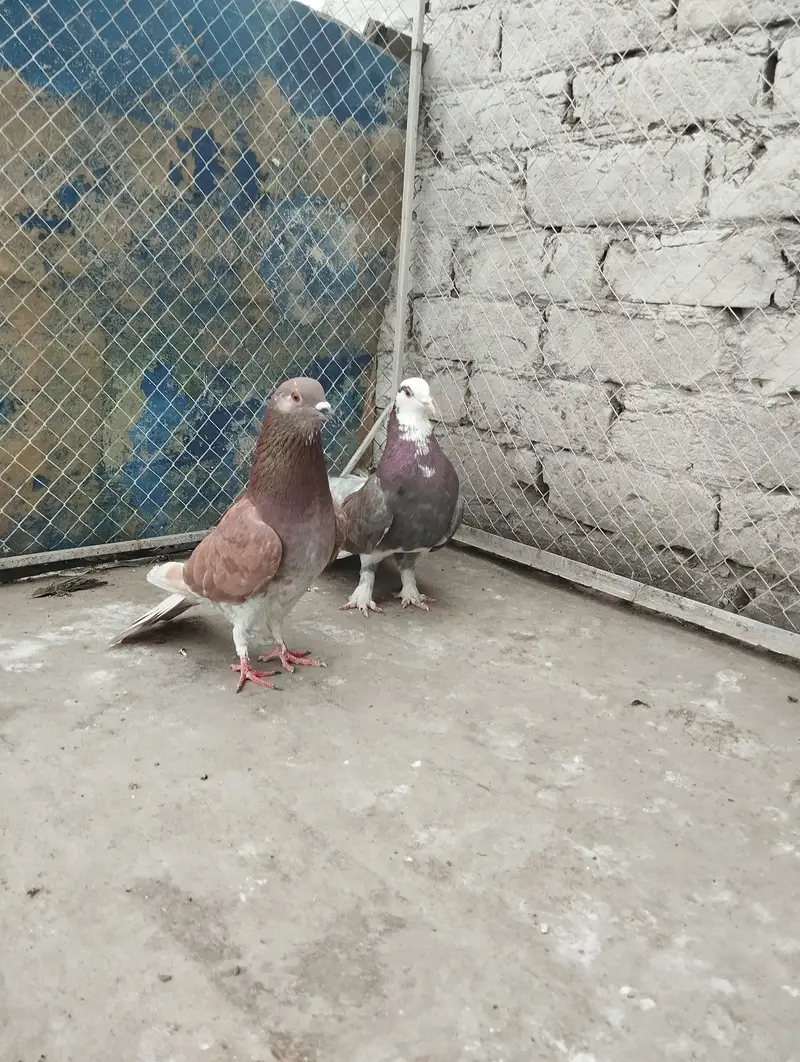 pigeons for sale — photo 11