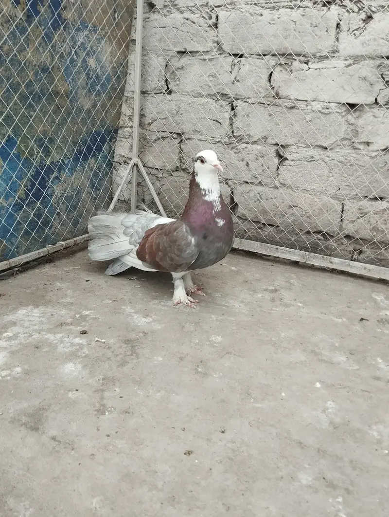pigeons for sale — photo 12