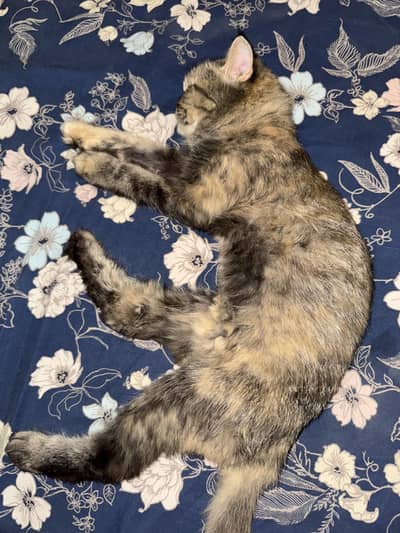 FEMALE CAT