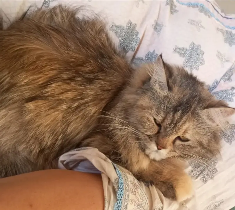 FEMALE CAT — photo 2