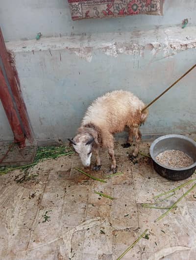shinwari chuki Wala Dunba