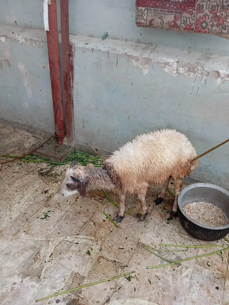 shinwari chuki Wala Dunba — photo 2
