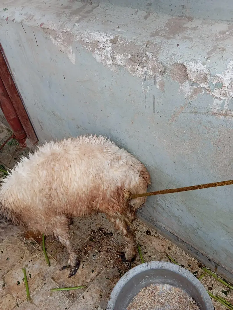 shinwari chuki Wala Dunba — photo 3