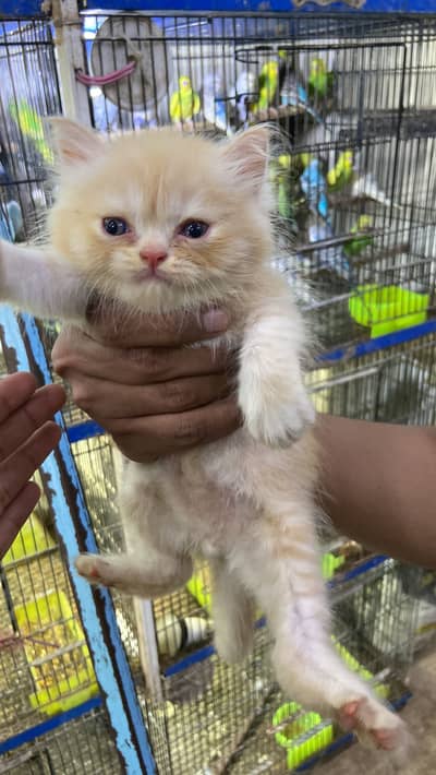 Premium Punch Face Beautiful Triple Coat | kitten | persian | flufy