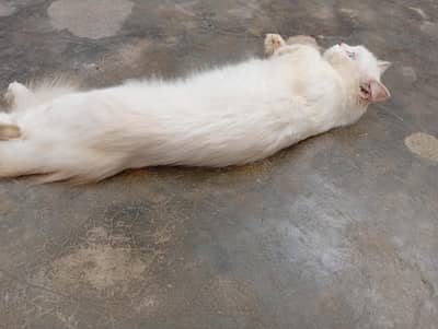 cat for sale