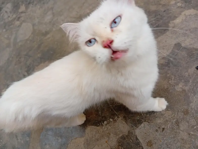 cat for sale — photo 3