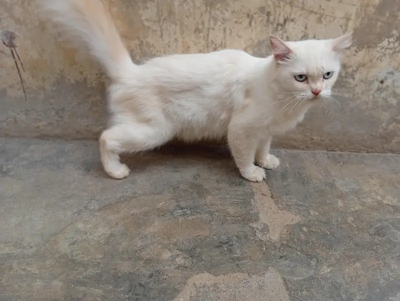 cat for sale — photo 4