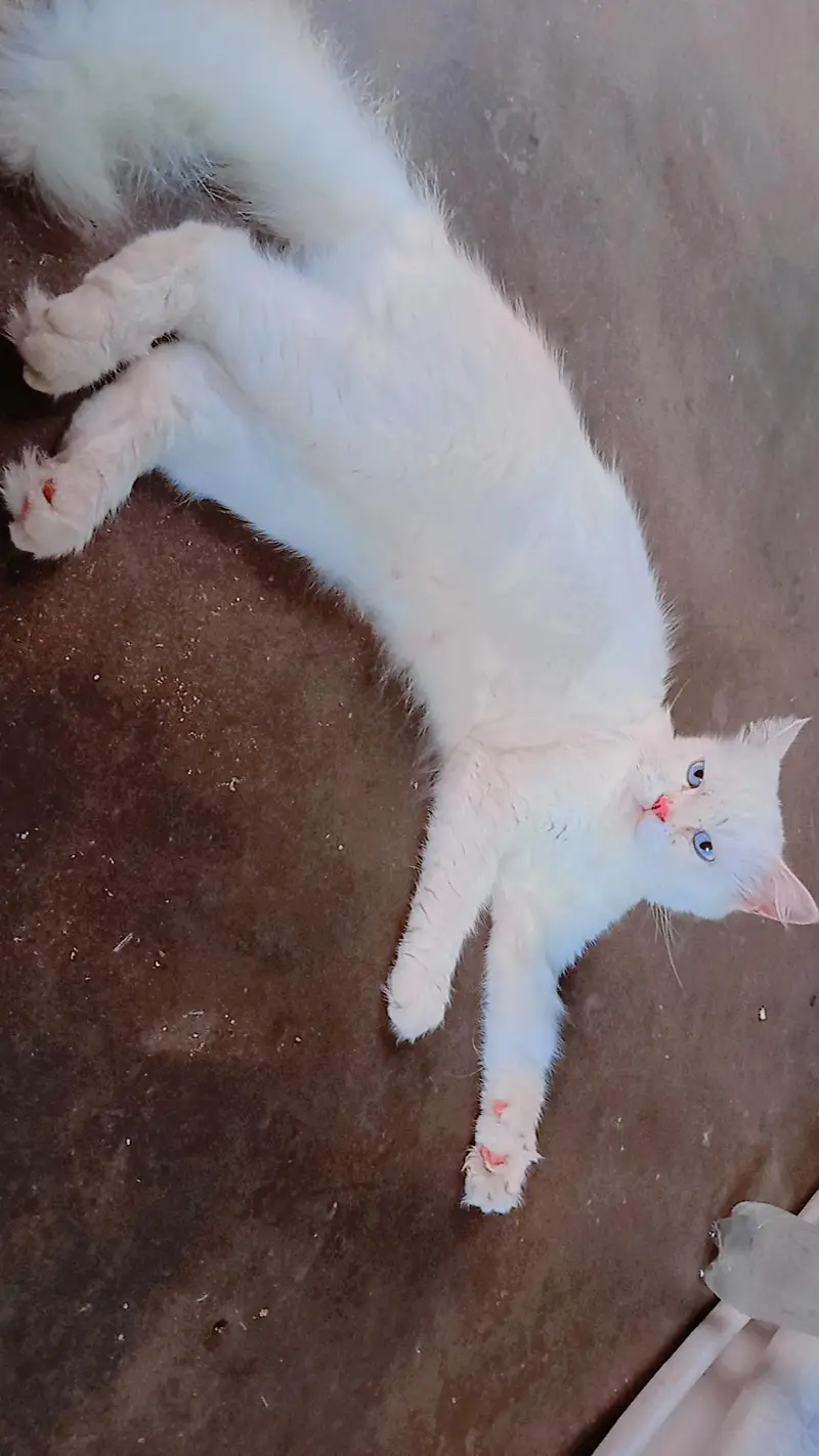 cat for sale — photo 5