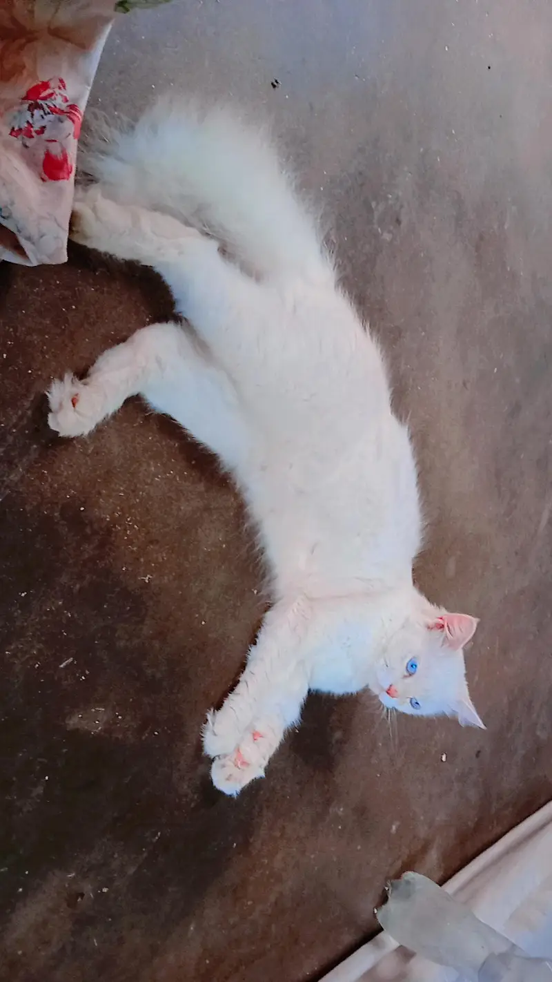 cat for sale — photo 6