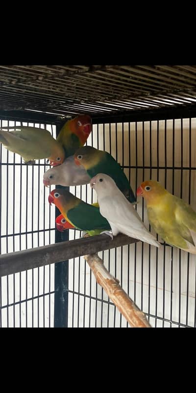 Mutation working love bird pairs with dna