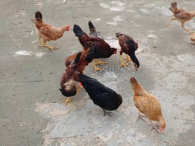 Chicks for sale each price 900