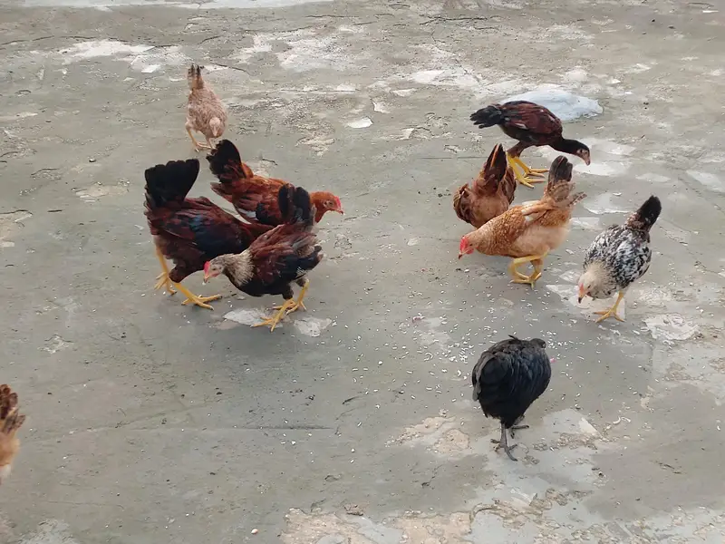 Chicks for sale each price 900 — photo 2