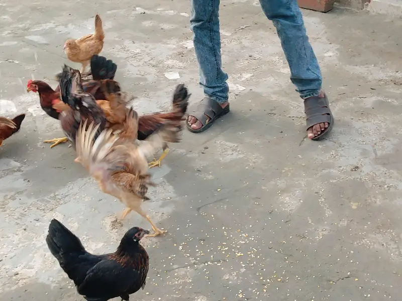 Chicks for sale each price 900 — photo 3
