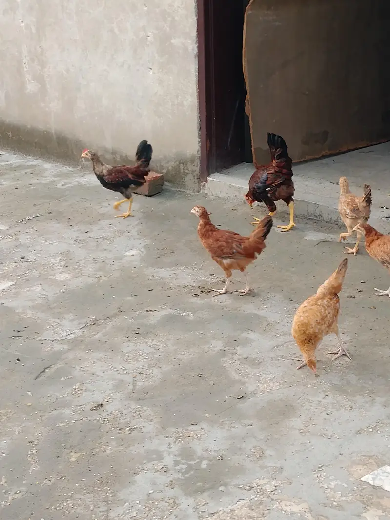 Chicks for sale each price 900 — photo 4
