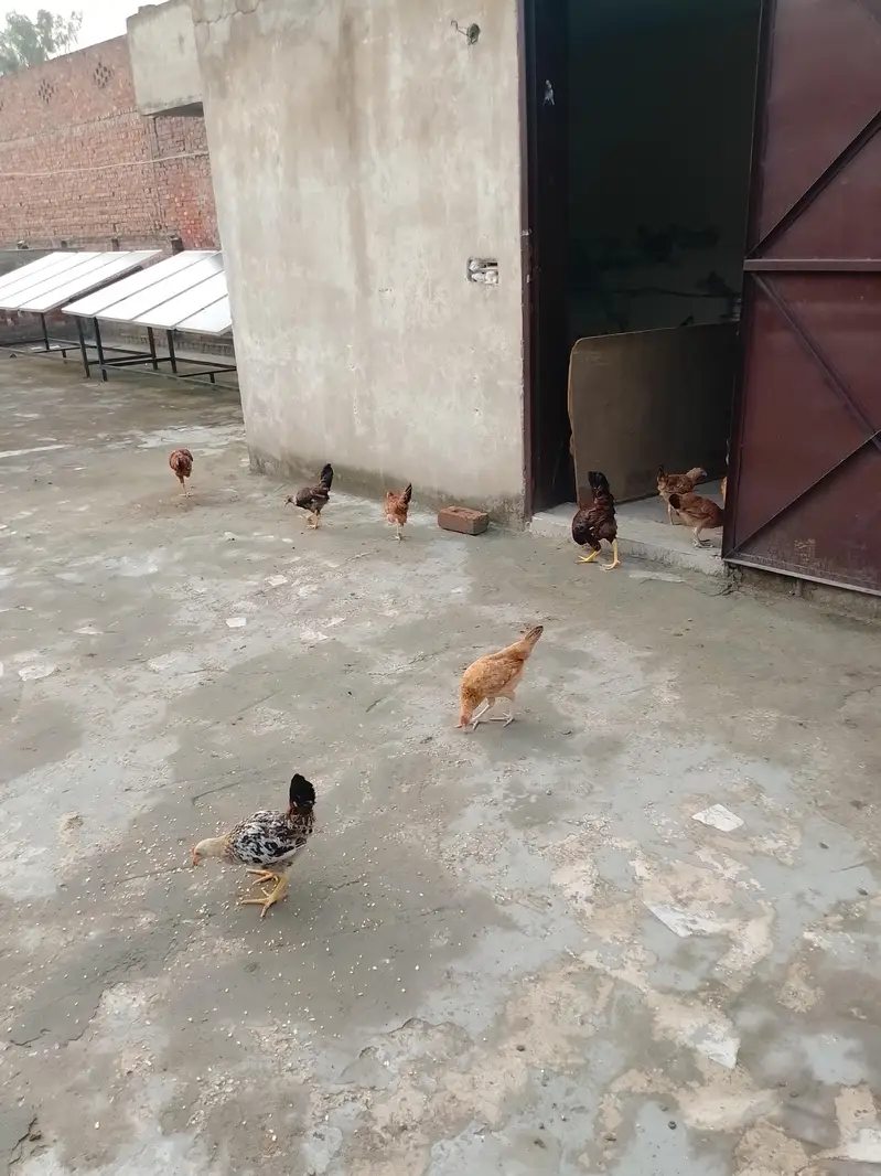 Chicks for sale each price 900 — photo 5