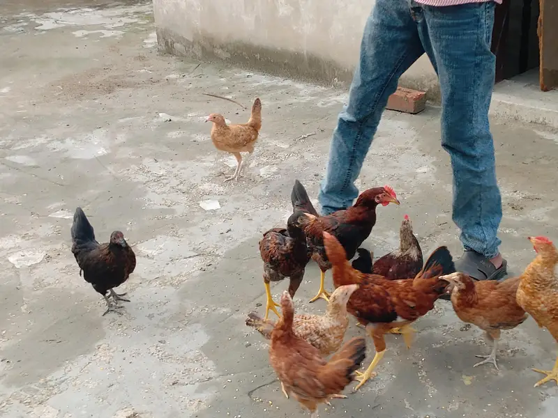 Chicks for sale each price 900 — photo 6