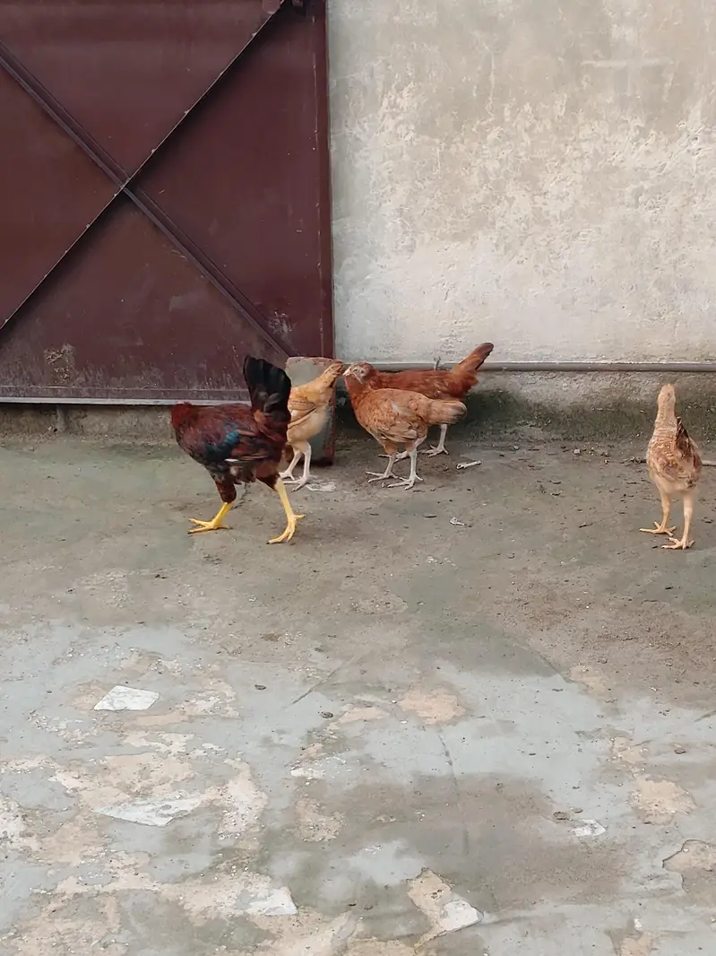 Chicks for sale each price 900 — photo 7
