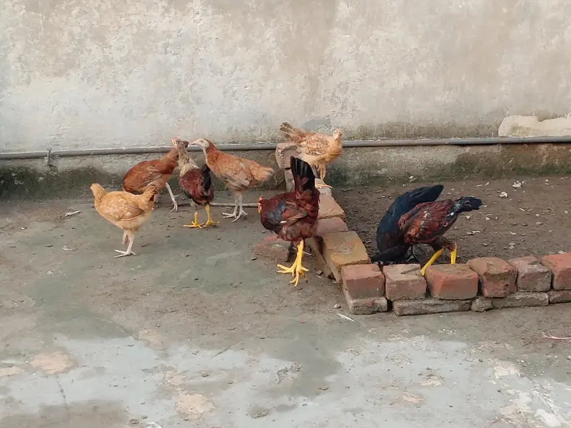 Chicks for sale each price 900 — photo 8