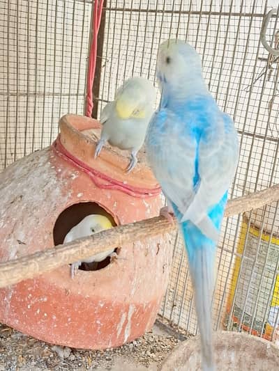 budgie for sale