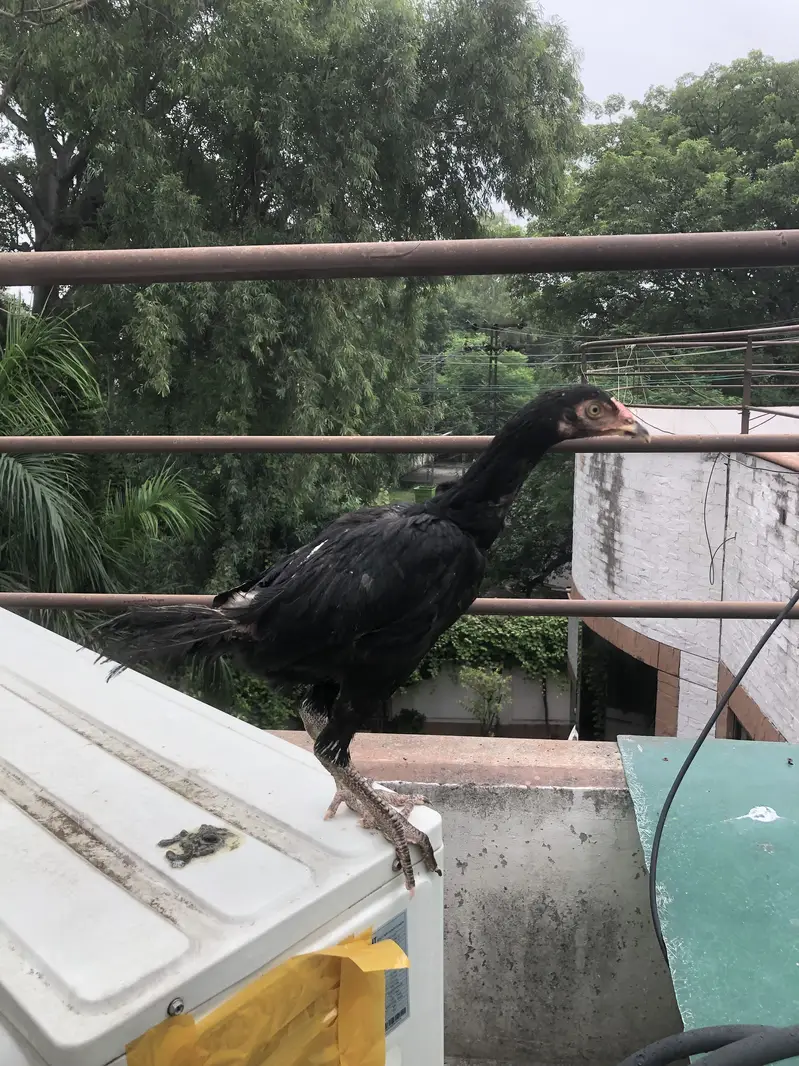 Aseel miyawali — photo 5