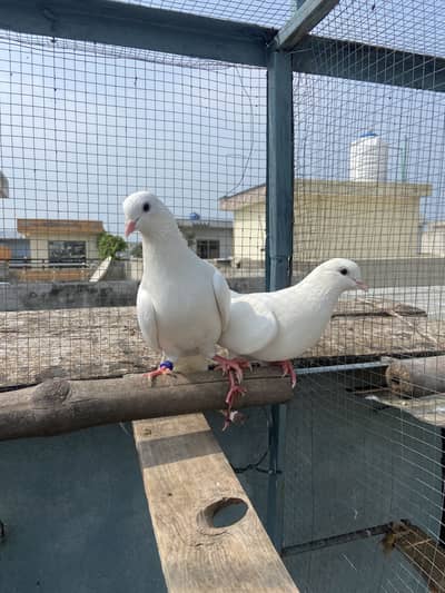 White breed pair for sale