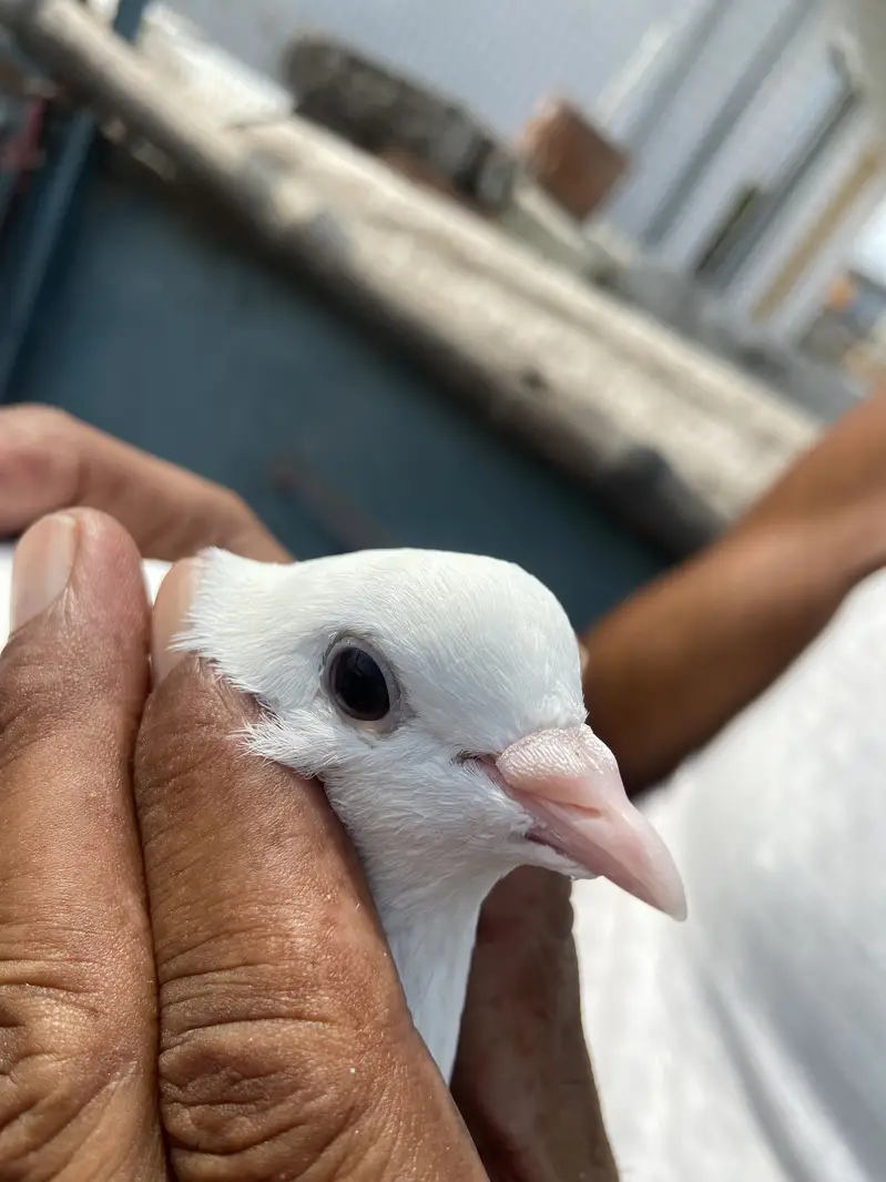 White breed pair for sale — photo 2