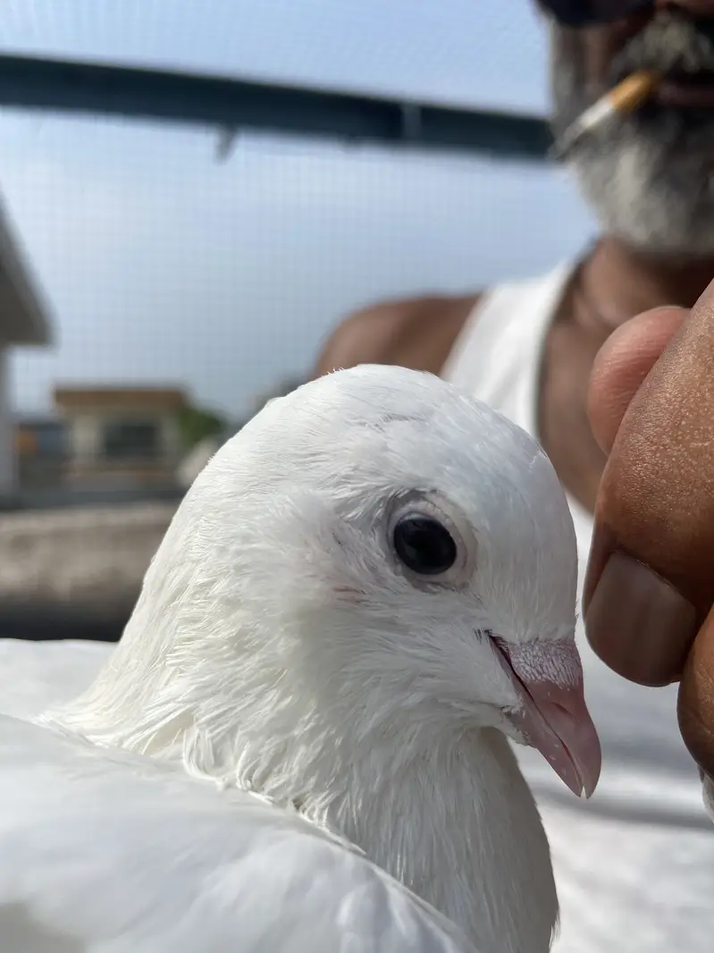 White breed pair for sale — photo 3