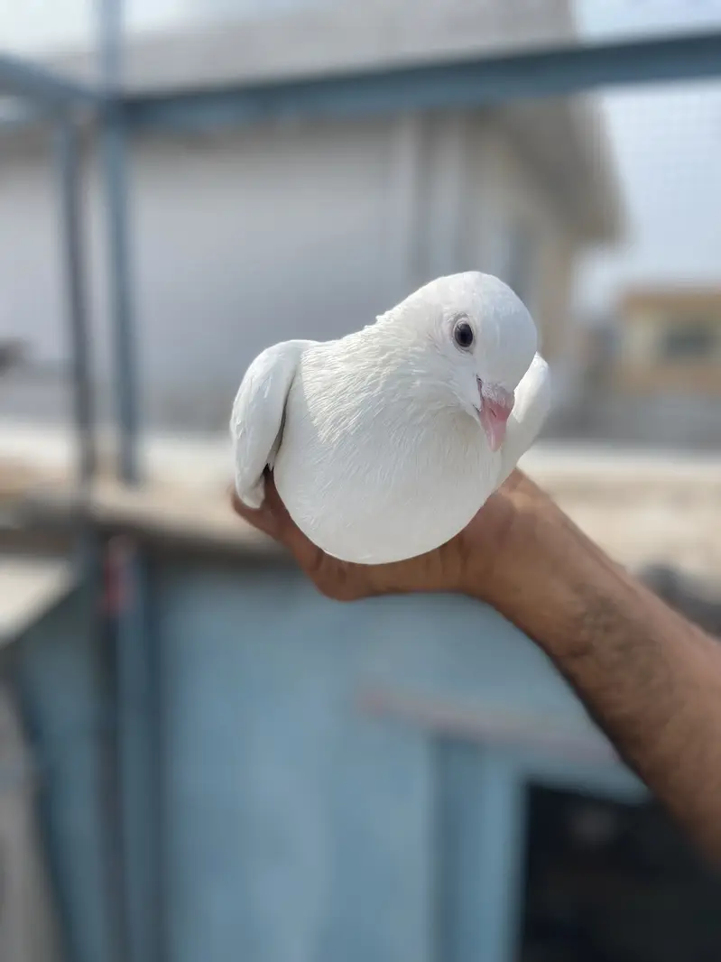 White breed pair for sale — photo 4