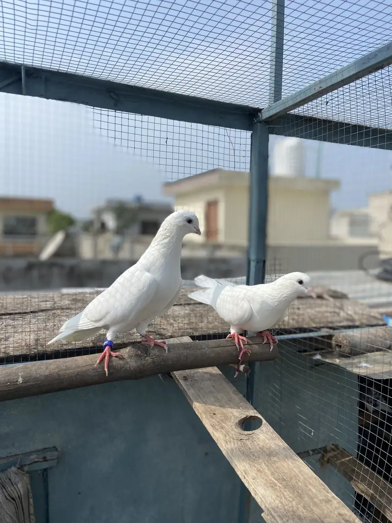 White breed pair for sale — photo 5