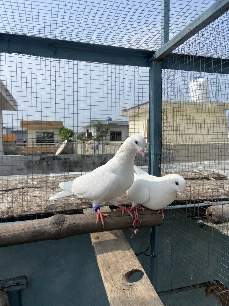 White breed pair for sale — photo 6
