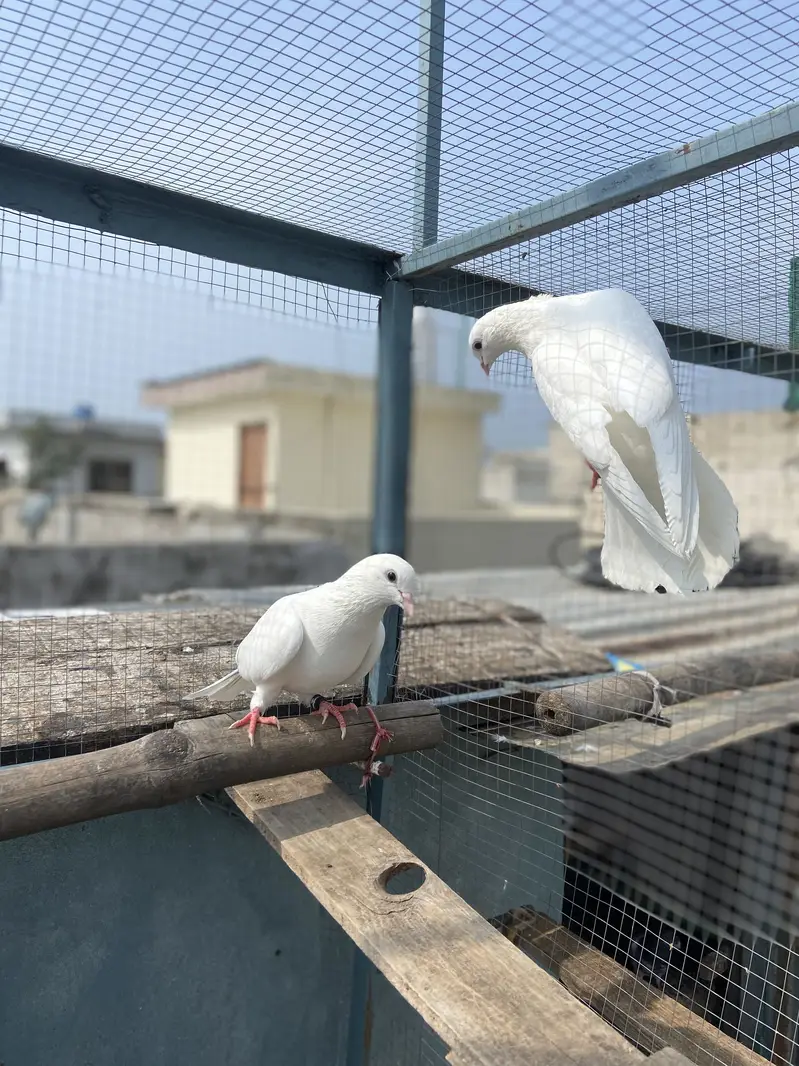 White breed pair for sale — photo 7