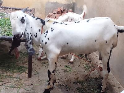 Bakra aur bakri