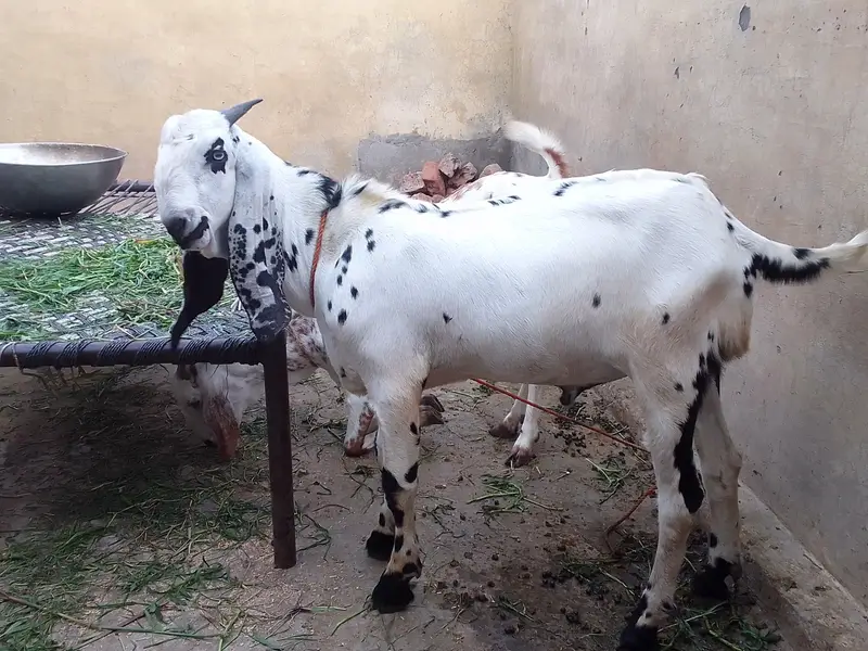 Bakra aur bakri — photo 2