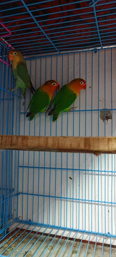 Love Birds mix colors