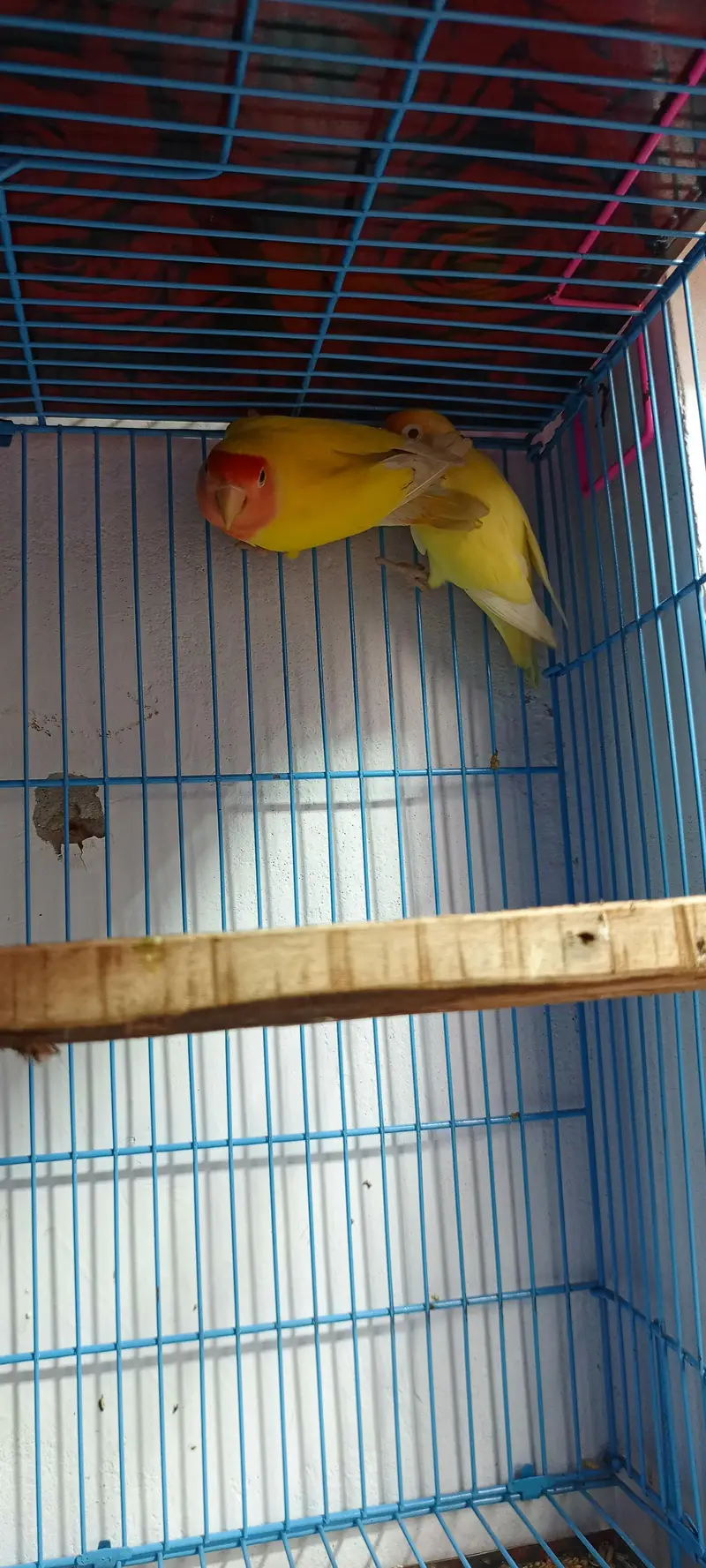 Love Birds mix colors — photo 2