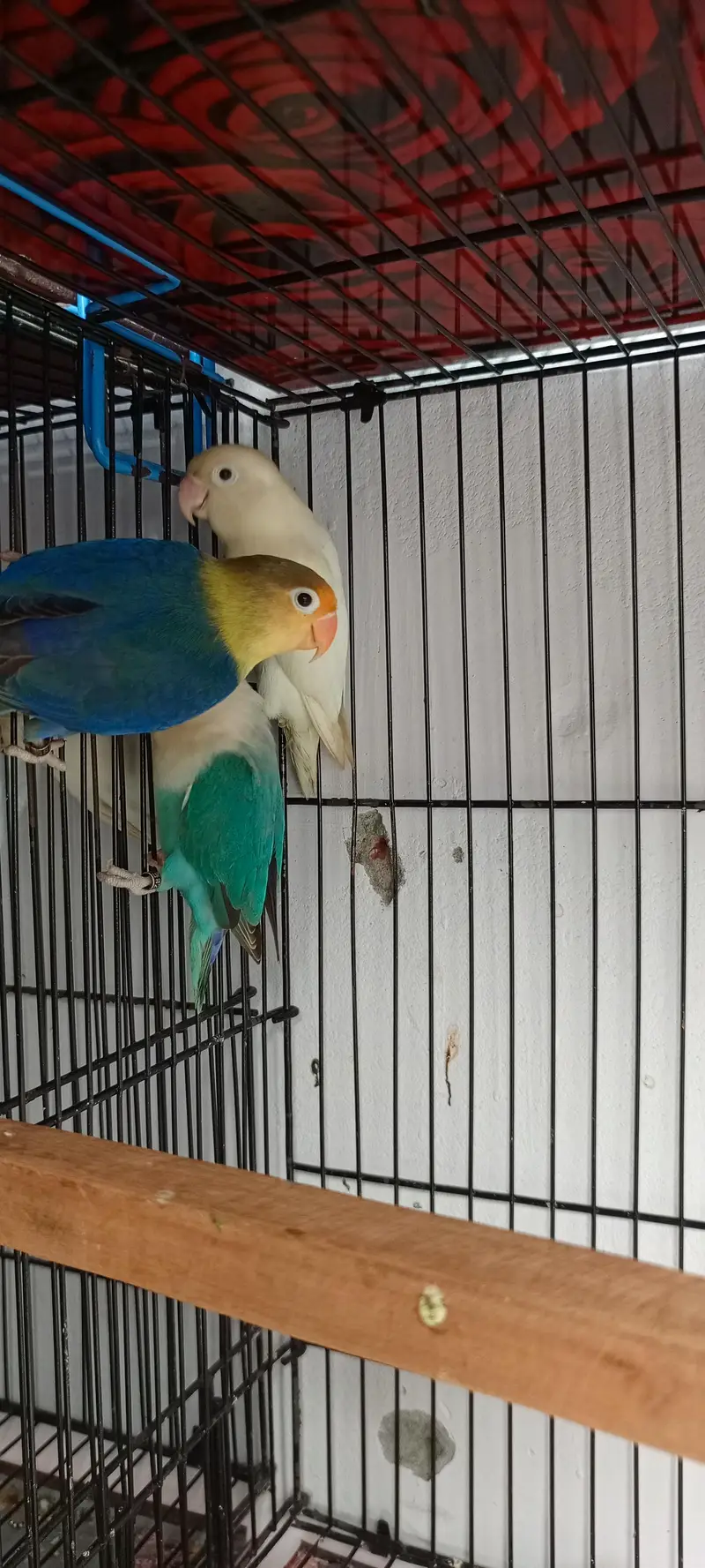 Love Birds mix colors — photo 3