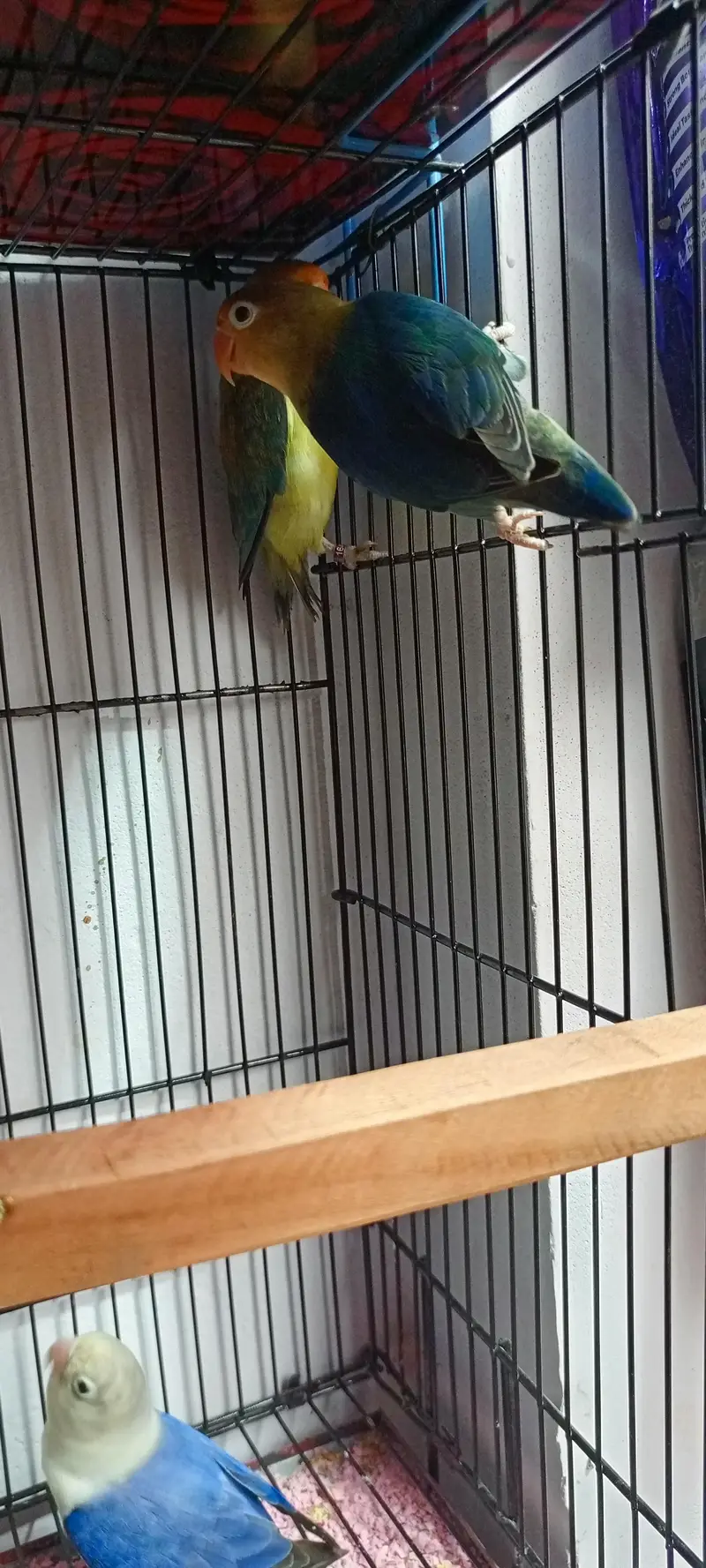 Love Birds mix colors — photo 4