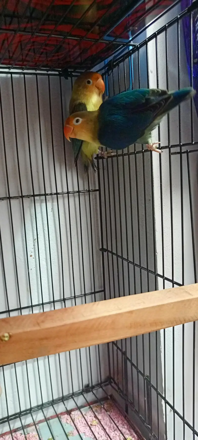 Love Birds mix colors — photo 5