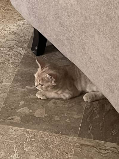 Persian male cat