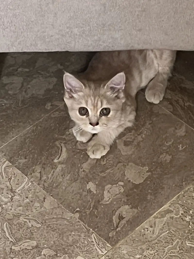 Persian male cat — photo 2