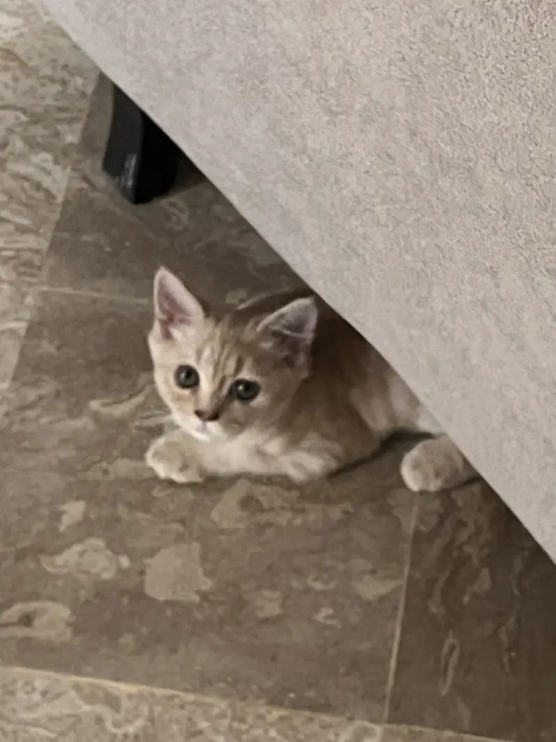 Persian male cat — photo 3