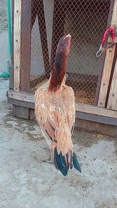 high quality female and chick. . .