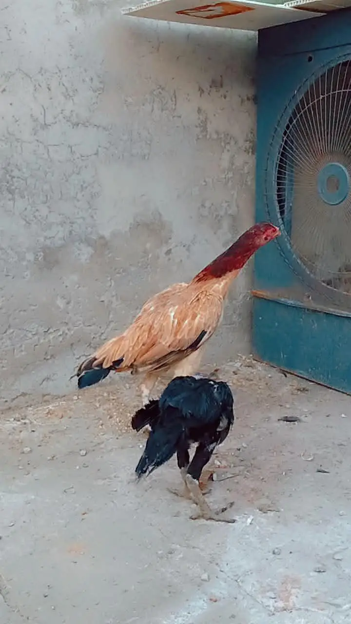 high quality female and chick. . . — photo 3