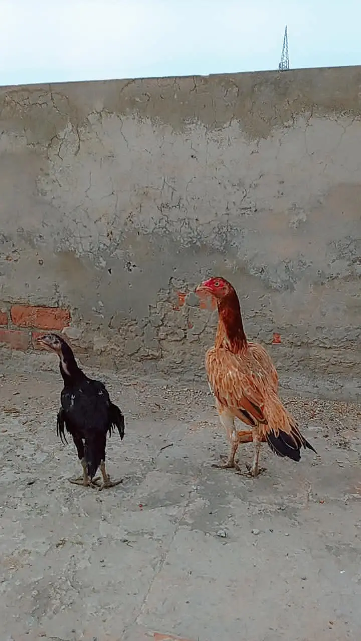 high quality female and chick. . . — photo 5